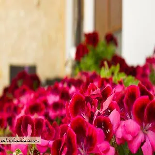 Esthisis Chania Lägenhet Platanés